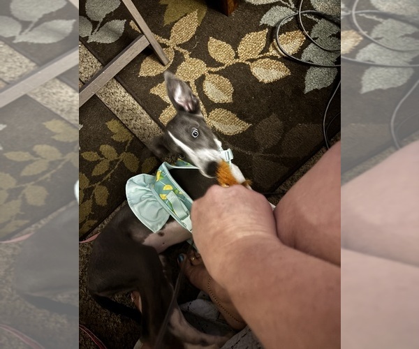 Medium Photo #4 Greyhound Puppy For Sale in PHOENIX, AZ, USA