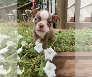 Boston Terrier Puppy for sale in FREDONIA, KS, USA