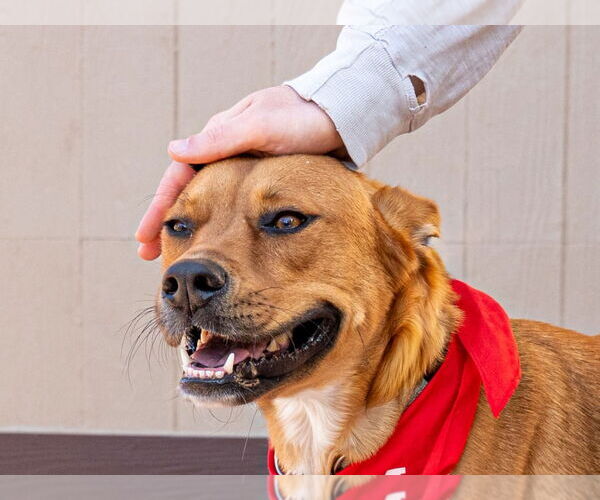 Medium Photo #4 American Staffordshire Terrier-German Shepherd Dog Mix Puppy For Sale in Lake Forest, CA, USA