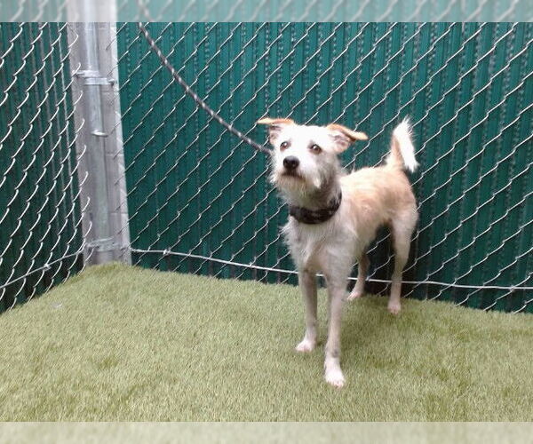 Medium Photo #1 Mutt Puppy For Sale in Downey, CA, USA