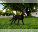 Small #1 Labrador Retriever Mix