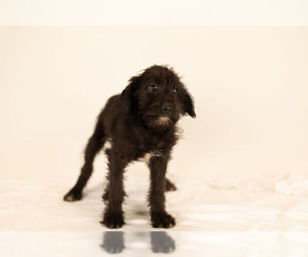 Medium Photo #7 Bossi-Poo Puppy For Sale in BRISTOL, IN, USA