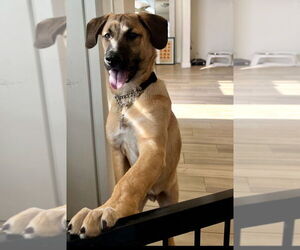 Rex - Male Shepradors Dog for Adoption - Photo #4