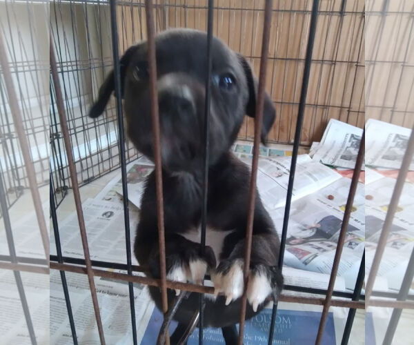 Medium Photo #1 Mutt Puppy For Sale in Royse City, TX, USA