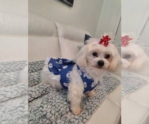 Mother of the Maltese puppies born on 06/02/2025