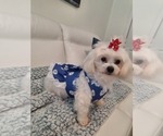 Small Photo #1 Maltese Puppy For Sale in CLERMONT, FL, USA