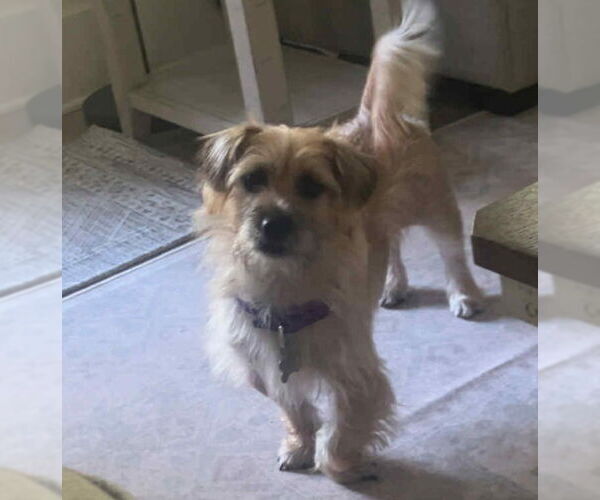 Medium Photo #4 Doodle Puppy For Sale in Holly Springs, NC, USA