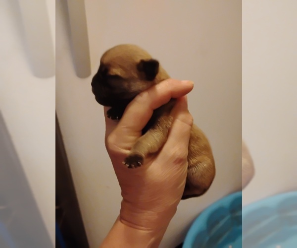 Medium Photo #1 Poodle (Toy)-Pug Mix Puppy For Sale in NEW WAVERLY, TX, USA