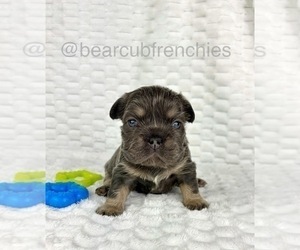 French Bulldog Puppy for sale in FRANKLIN, IN, USA