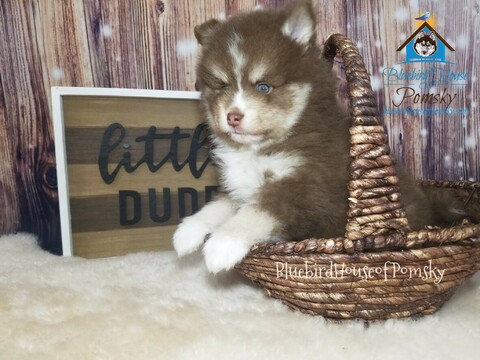 Medium Photo #5 Pomsky Puppy For Sale in ANDOVER, MN, USA