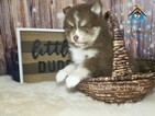 Small Photo #5 Pomsky Puppy For Sale in ANDOVER, MN, USA