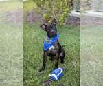 Small Photo #5 Mutt Puppy For Sale in  Gainesville, FL, USA