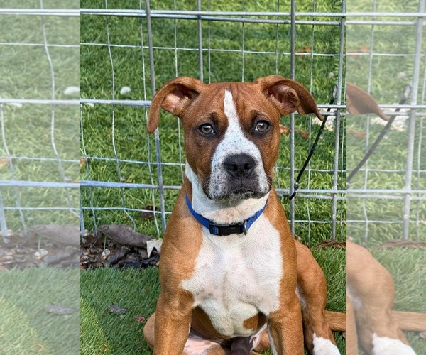 Medium Photo #2 Boxer-Unknown Mix Puppy For Sale in Calhoun, GA, USA