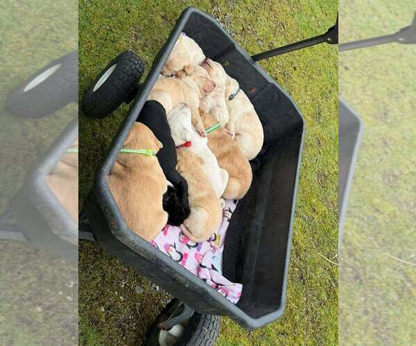 Medium Photo #3 Labrador Retriever Puppy For Sale in OLYMPIA, WA, USA