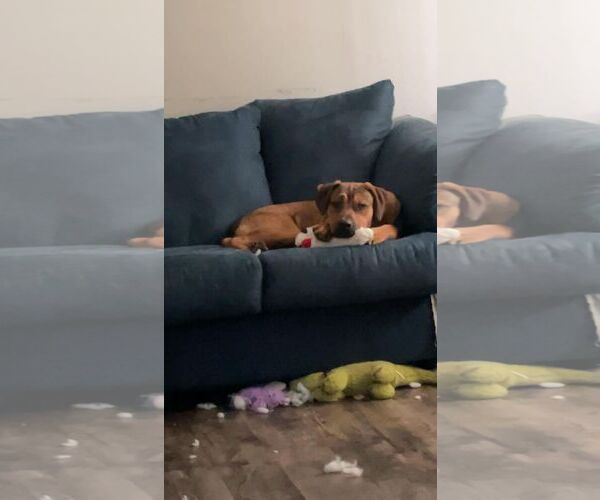 Medium Photo #3 Rottweiler-American Pit Bull Terrier Puppy For Sale in Waterloo, IA, USA