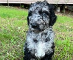 Puppy 2 Poodle (Standard)