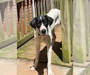 Great Dane-Unknown Mix Dogs for adoption in Winder, GA, USA