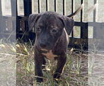 Small #1 Black Mouth Cur-Labrador Retriever Mix