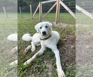 Winter - in New England - Male Great Pyrenees-Unknown Mix Dog for Adoption - Photo #3