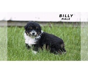 Aussiedoodle Miniature  Puppy for sale in CLARE, MI, USA