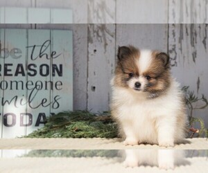 Pomeranian Puppy for sale in FREDERICKSBG, OH, USA