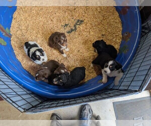 Medium Photo #1 Miniature Australian Shepherd Puppy For Sale in SHAWANO, WI, USA