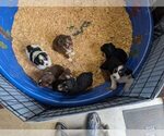 Small Miniature Australian Shepherd