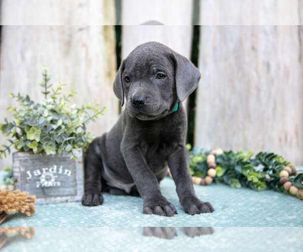 Medium Photo #3 Cane Corso Puppy For Sale in HOWE, IN, USA
