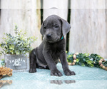 Small #2 Cane Corso
