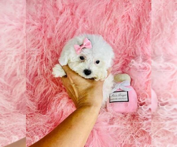 Medium Photo #17 Poodle (Toy) Puppy For Sale in MIAMI, FL, USA