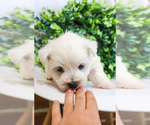 Small Photo #6 West Highland White Terrier Puppy For Sale in SYRACUSE, IN, USA