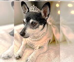 Small #12 Chihuahua Mix