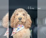 Small Photo #1 Goldendoodle (Miniature) Puppy For Sale in HAMILTON, AL, USA