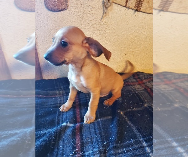 Medium Photo #1 Doxie-Pin Puppy For Sale in NOCONA, TX, USA