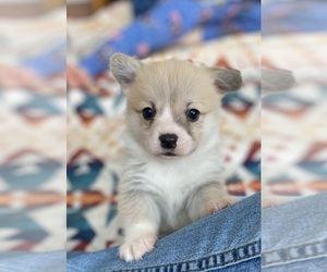 Pembroke Welsh Corgi Puppy for sale in WOODLAND, WA, USA