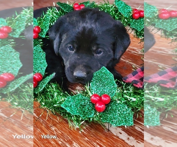 Medium Photo #4 Labrador Retriever Puppy For Sale in LAFAYETTE, TN, USA
