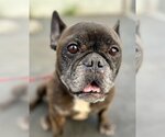 Small Photo #14 French Bulldog Puppy For Sale in Lake Forest, CA, USA