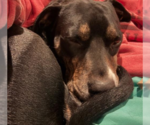 Small #3 Labrador Retriever Mix