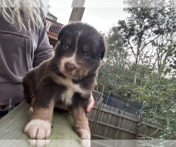 Medium Photo #2 Australian Shepherd Puppy For Sale in WHITES CREEK, TN, USA