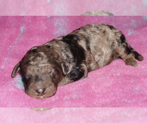 Labradoodle Puppy for sale in LA HABRA, CA, USA