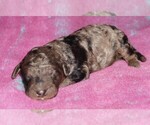 Image preview for Ad Listing. Nickname: blue merle boy