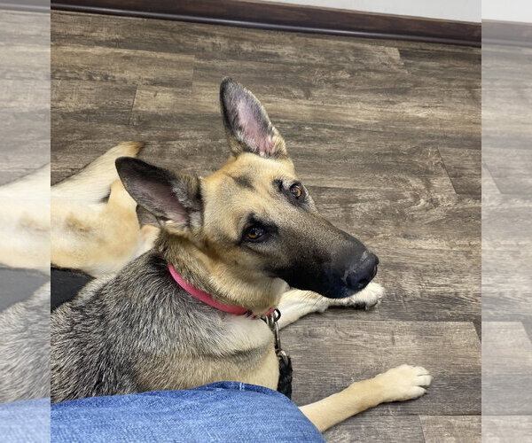 Medium Photo #5 German Shepherd Dog Puppy For Sale in Horn Lake, MS, USA