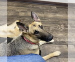 Small #4 German Shepherd Dog
