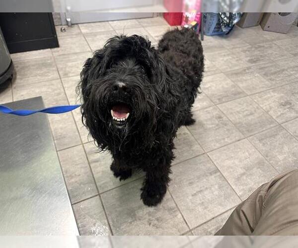 Medium Photo #1 Poodle (Standard)-Unknown Mix Puppy For Sale in Grand Prairie, TX, USA