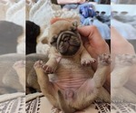 Small Photo #36 Pug Puppy For Sale in HILLSDALE, MI, USA