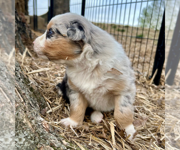 Medium Photo #43 Australian Shepherd Puppy For Sale in SMITHS GROVE, KY, USA