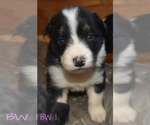 Small Photo #5 Border Collie Puppy For Sale in WHITE SALMON, WA, USA