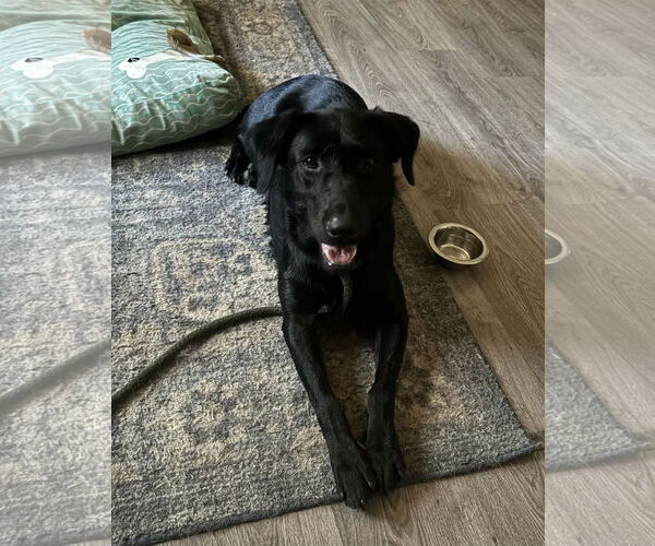 Medium Photo #3 Labrador Retriever Puppy For Sale in Milpitas, CA, USA