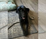 Small #2 Labrador Retriever