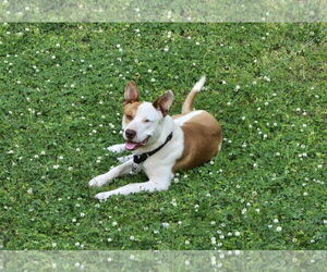 Ozzy - Male Staffordshire Bull Terrier-Unknown Mix Dog for Adoption - Photo #10